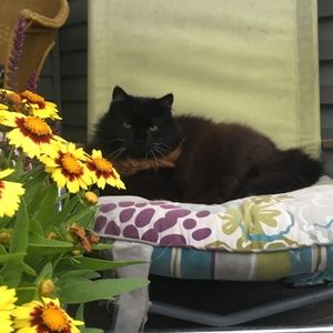 Meet your Posher, Allison